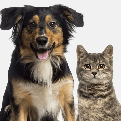 Toreonto 24/7 veterinary hospital