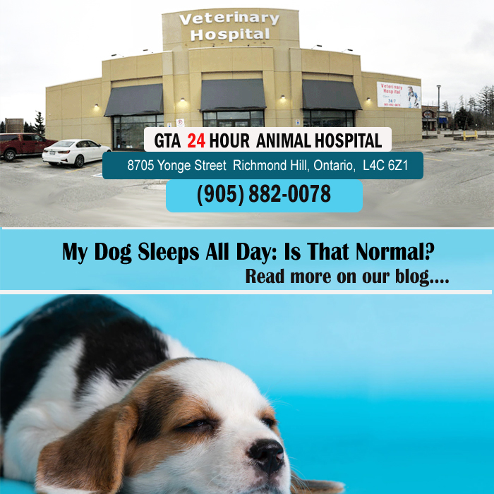 My Dog Sleeps All Day: Is That Normal?